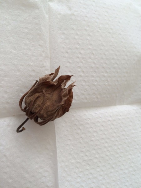 Saving Hibiscus or Daylily Seeds