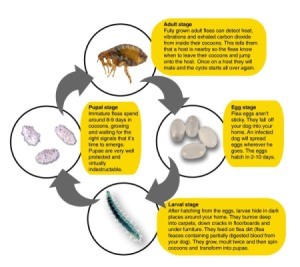 Tiny Black Bugs Making Head Itch