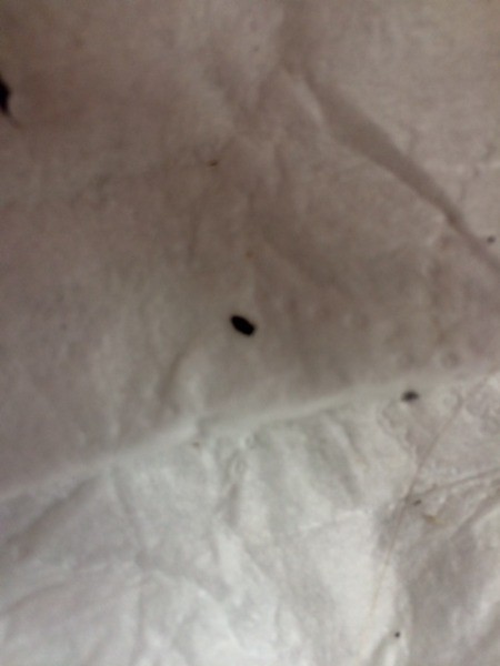 Tiny Black Bugs Making Head Itch | ThriftyFun