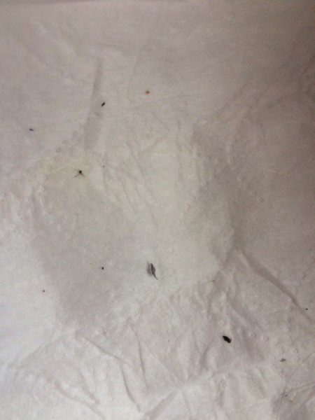 Tiny Black Bugs Making Head Itch Thriftyfun - Small Black Specks In Bathroom