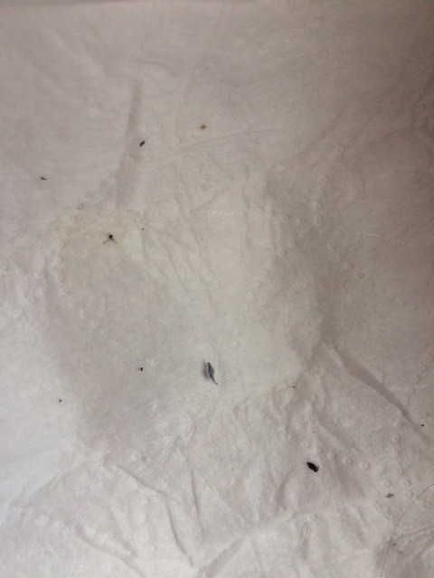 Tiny Black Bugs Making Head Itch Thriftyfun
