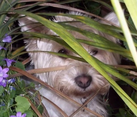 Sammy Jo (West Highland Terrier)