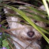Sammy Jo (West Highland Terrier)