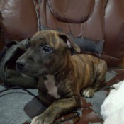 brindle puppy