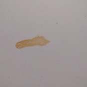 orangish brown stain on car