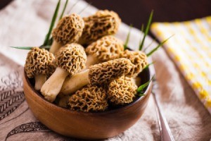 Morel Mushrooms