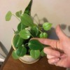 trailing plant with hand in photo