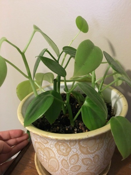 Identifying a Houseplant