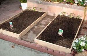 Veggies In A Raised Garden Bed