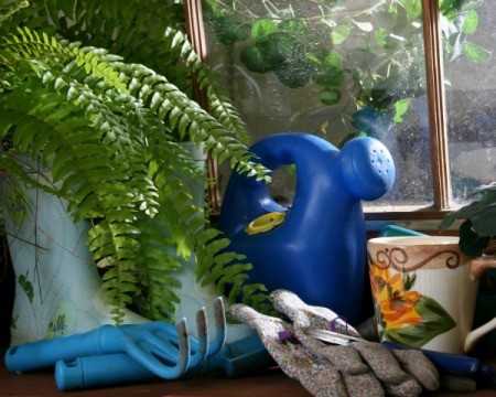 Potted fern in greenhouse next to watering can, goulashes, spade, and gardening gloves