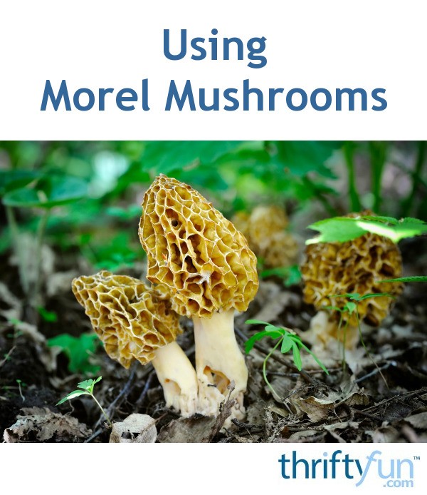 Using Morel Mushrooms ThriftyFun