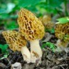 Patch of morel mushrooms growing in the woods