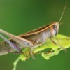 Close-up of a grasshopper on a leaf