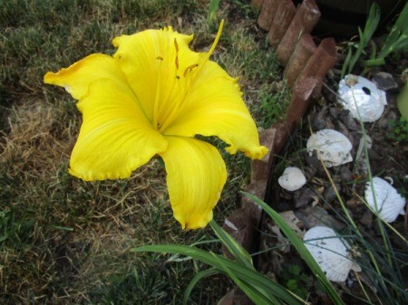 yellow lily