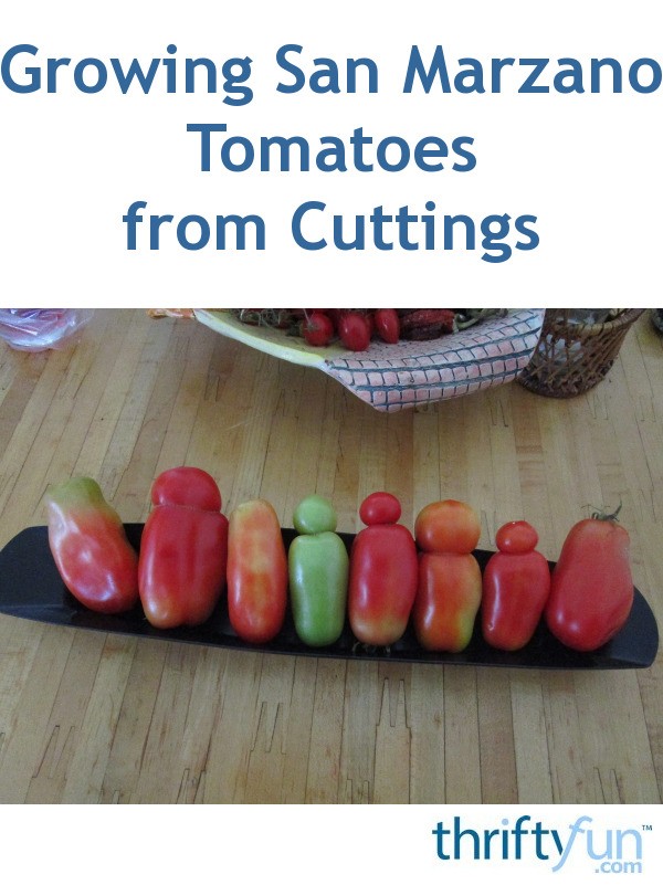 Growing San Marzano Tomatoes from Cuttings ThriftyFun