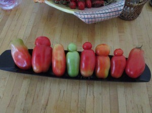 Growing San Marzano Tomatoes from Cuttings