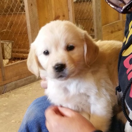 A small puppy in a lap.