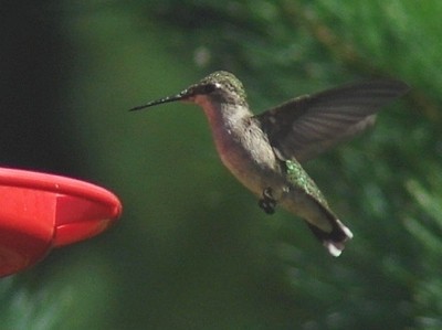 Hummingbirds