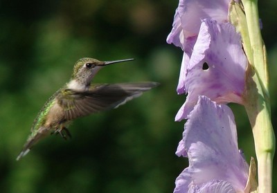 hummingbird at gladiolus