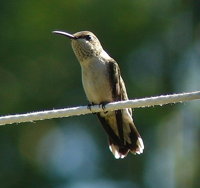 Hummingbirds