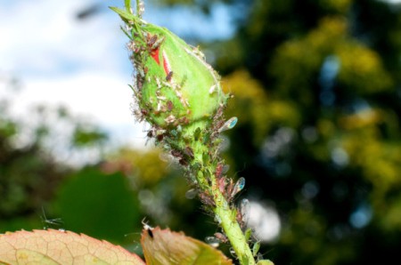 Aphids on Roses