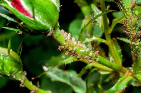 Homemade Aphid Repellant