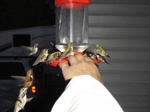 My Hummingbirds