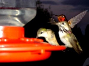 2 hummingbirds on feeder