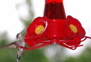 Hummingbirds at the Feeder