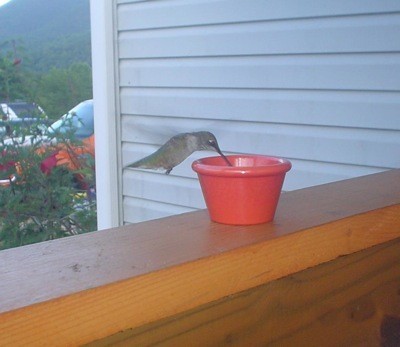 Hummingbird drinking from an small red cup