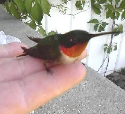 Hummingbird on a hand