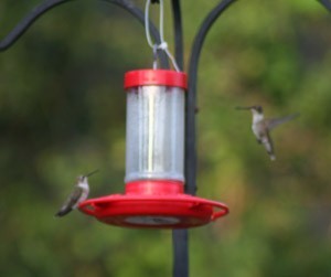 Hummingbirds at hanging feeder