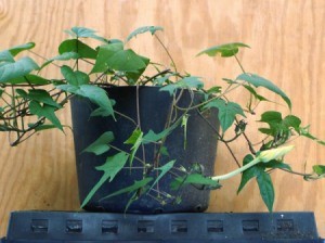 Grow Moonflower (Ipomoea alba) In Pots