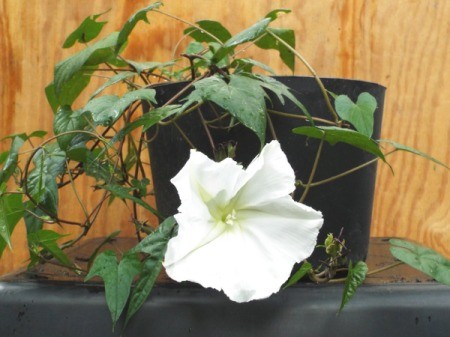moonflower with bloom growing in a pot