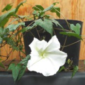 moonflower with bloom growing in a pot