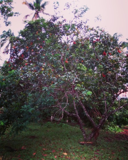 Rambutan Tree and Fruit