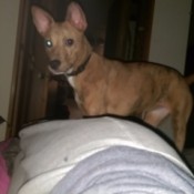 What Breed Is My Dog?