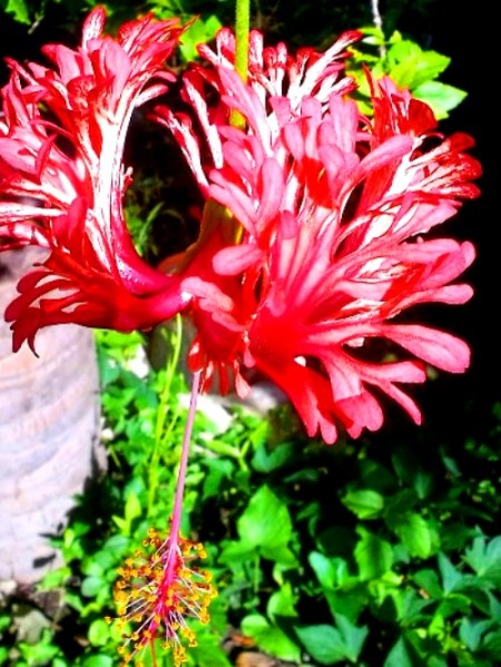 upturned petal hibiscus flower