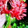 upturned petal hibiscus flower