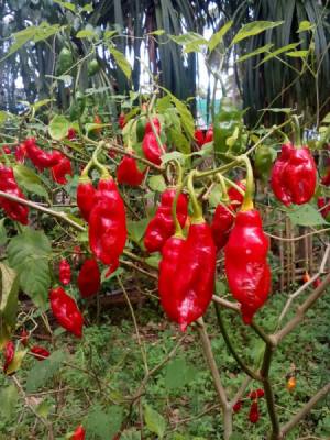 closeup of bright red chilli peppers