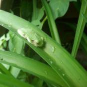 small green frog on leaf