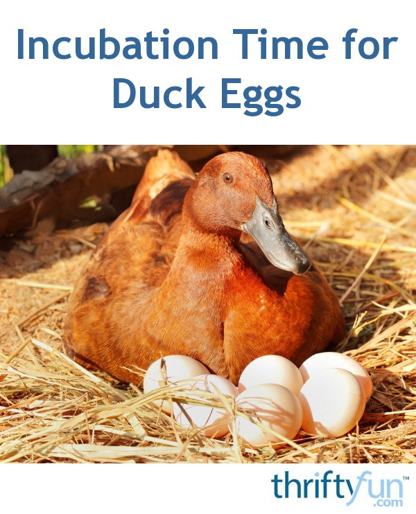 Incubation Time For Duck Eggs ThriftyFun   Incubation Time For Duck Eggs Fancy4 