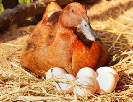 Duck in nest with eggs