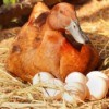 Duck in nest with eggs