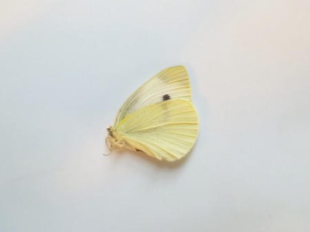 Cabbage Butterfly (Pireis rapae)