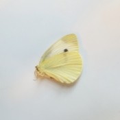 Cabbage Butterfly (Pireis rapae)