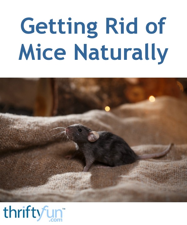 Getting Rid of Mice Naturally ThriftyFun