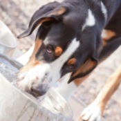 Dog messily drinking from a water bowl