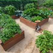 Several raised garden beds full of lush plants