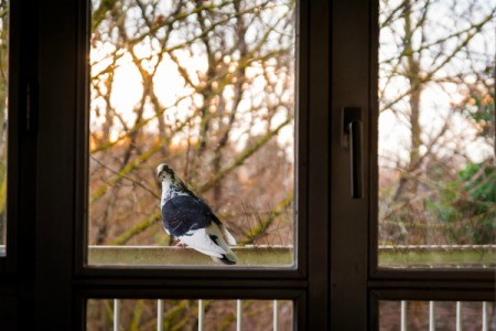 Looking out of a window at a pigeon on a balcony